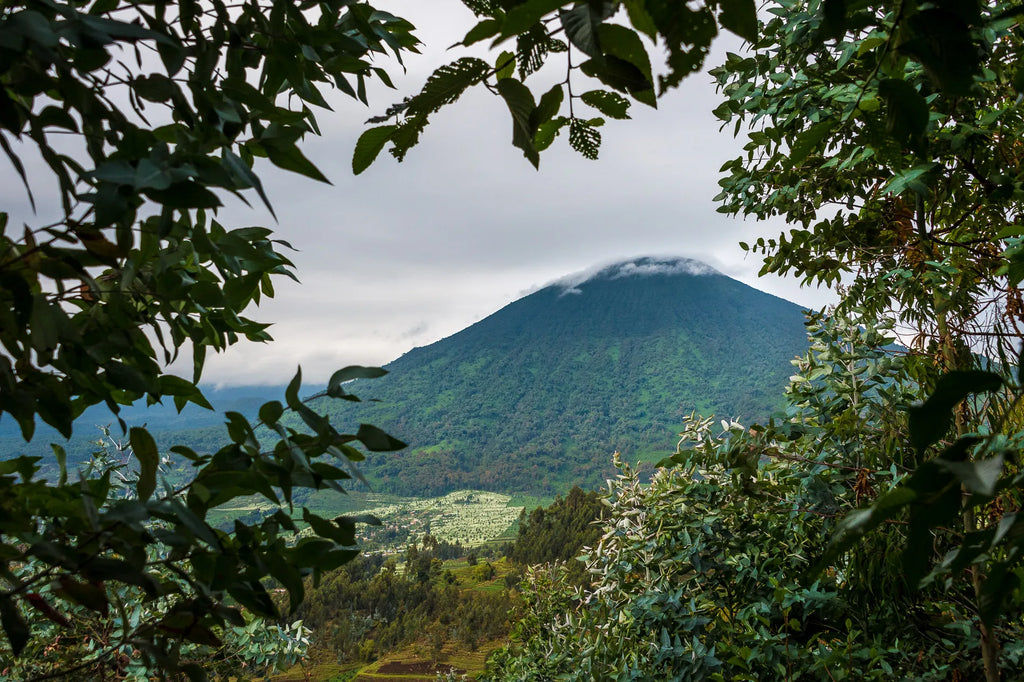 Wilderness Bisate at Wilderness Bisate, Volcanoes National Park, Rwanda.