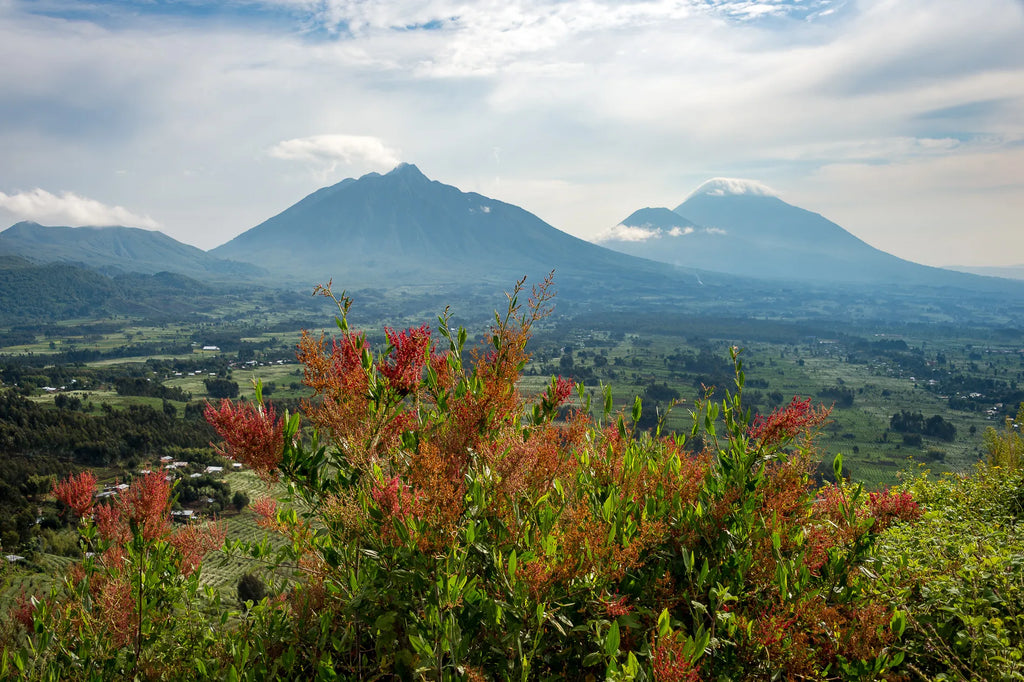 Wilderness Bisate at Wilderness Bisate, Volcanoes National Park, Rwanda.