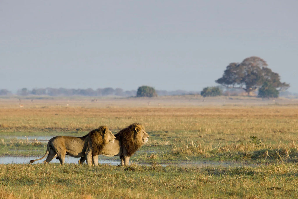 Busanga Bush Camp at Wilderness Busanga Bush Camp, Northern Kafue, Zambia.