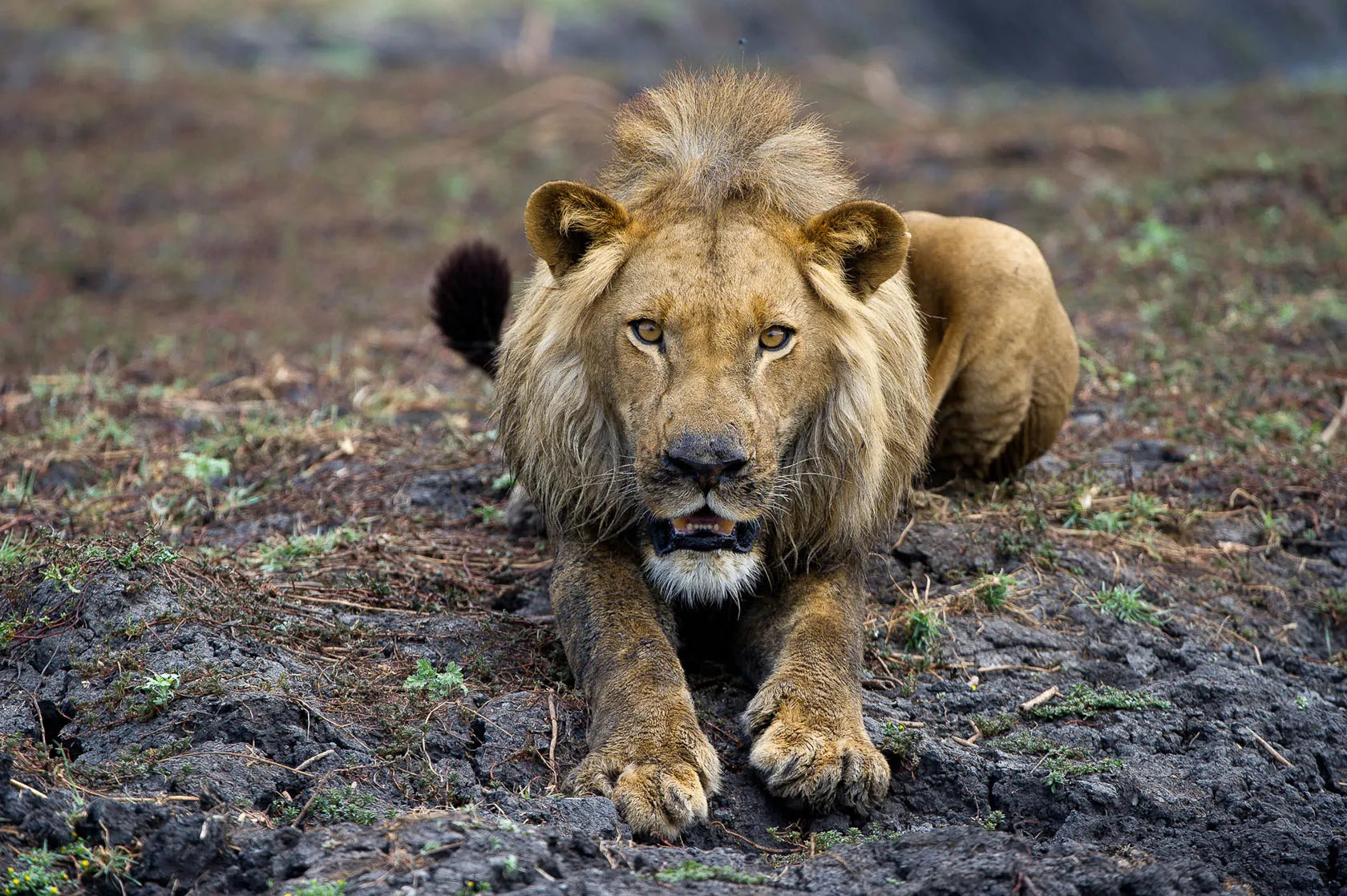 Busanga Bush Camp at Wilderness Busanga Bush Camp, Northern Kafue, Zambia.