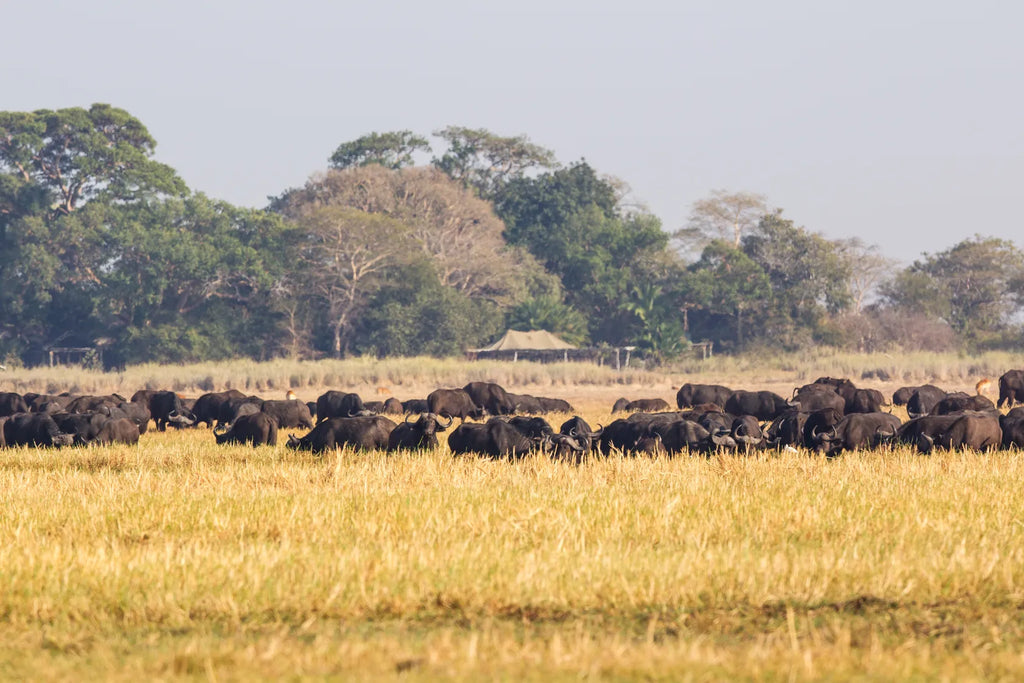 Busanga Bush Camp at Wilderness Busanga Bush Camp, Northern Kafue, Zambia.