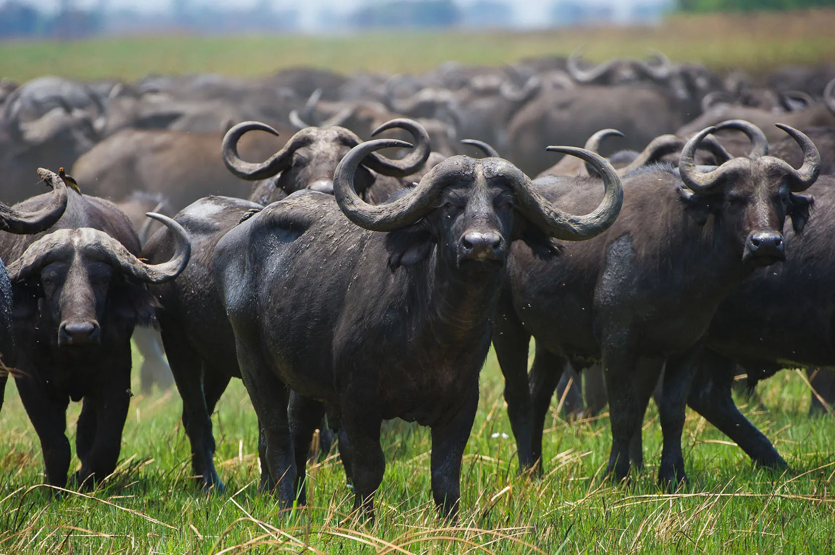 Busanga Bush Camp at Wilderness Busanga Bush Camp, Northern Kafue, Zambia.