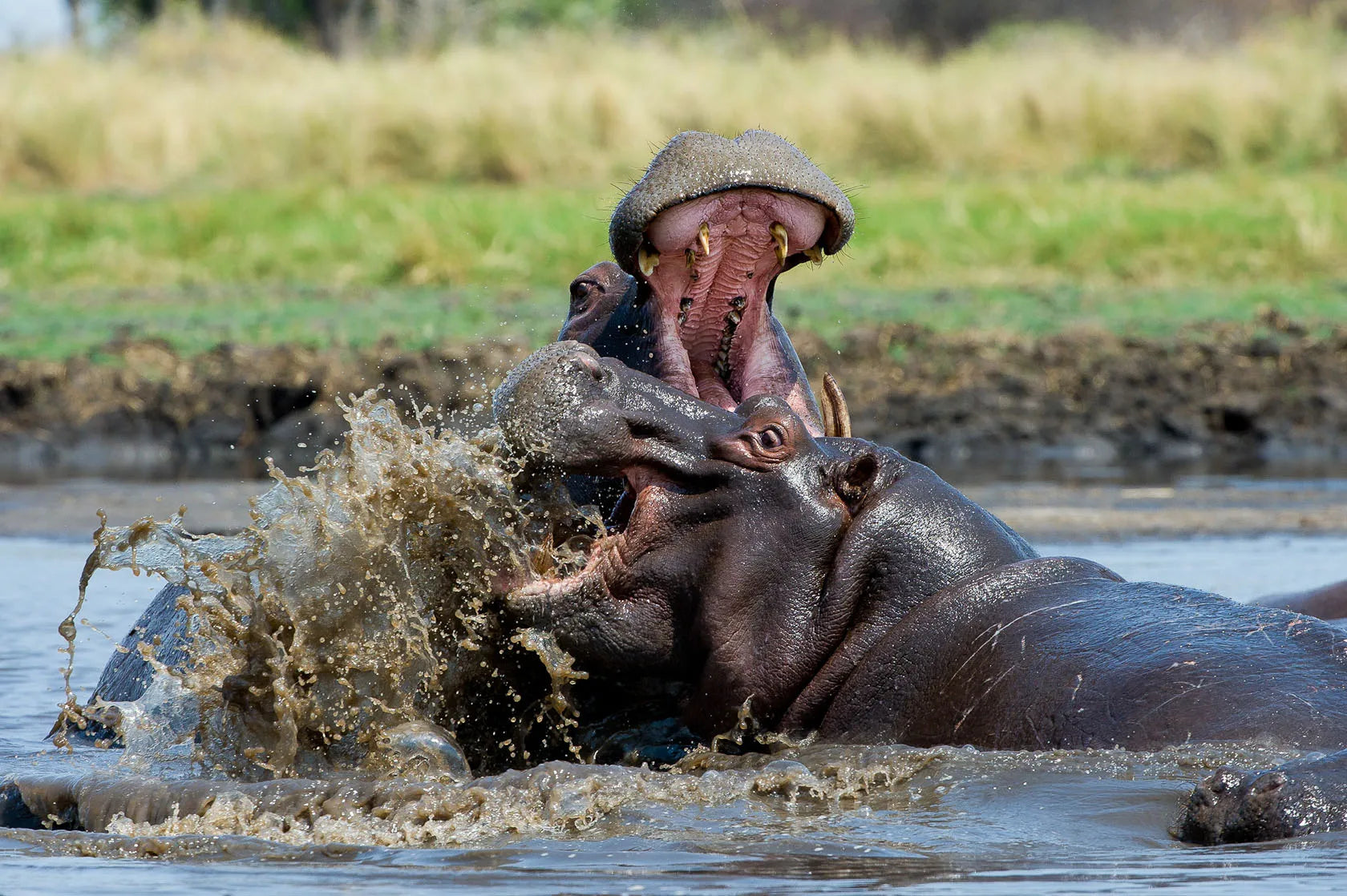 Busanga Bush Camp at Wilderness Busanga Bush Camp, Northern Kafue, Zambia.