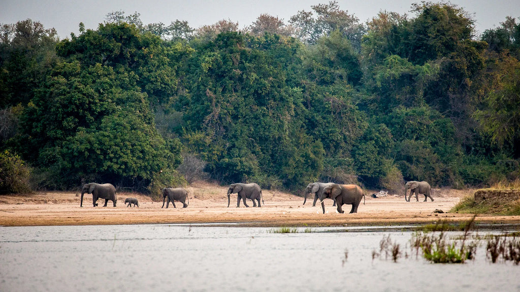 Wilderness Chikwenya at Wilderness Chikwenya, Mana Pools National Park, Zimbabwe.