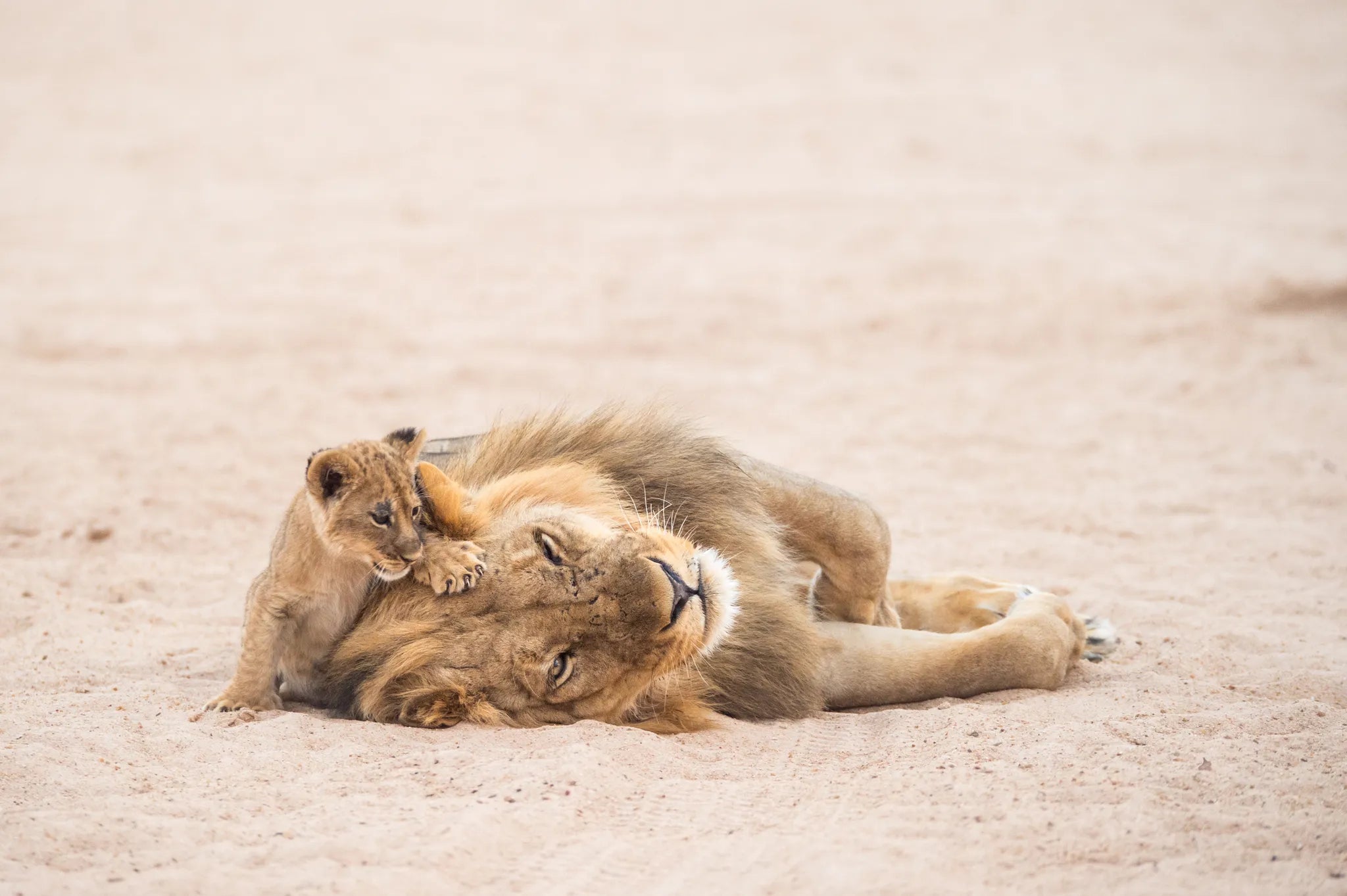 Wilderness Chikwenya at Wilderness Chikwenya, Mana Pools National Park, Zimbabwe.