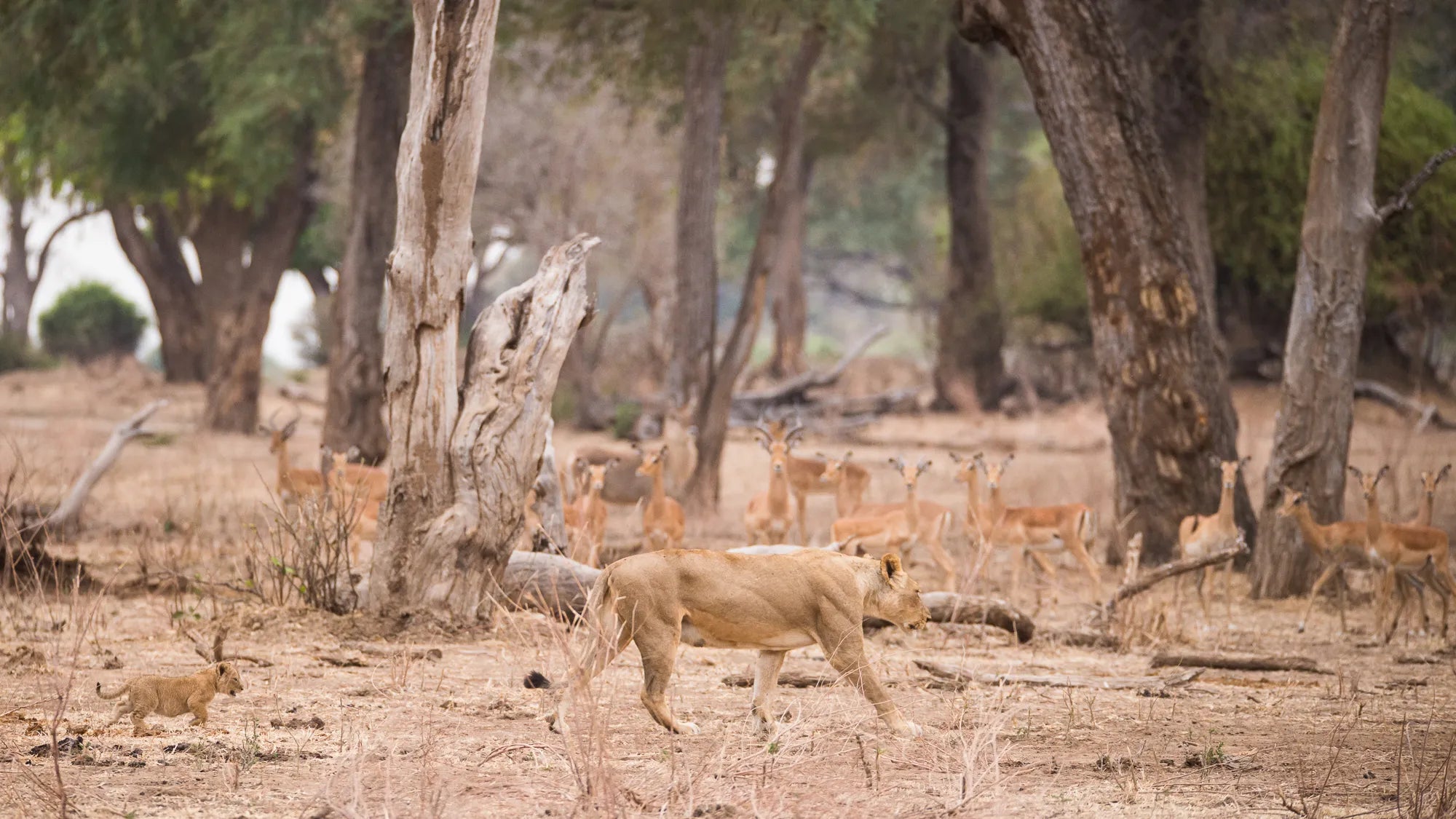 Wilderness Chikwenya at Wilderness Chikwenya, Mana Pools National Park, Zimbabwe.