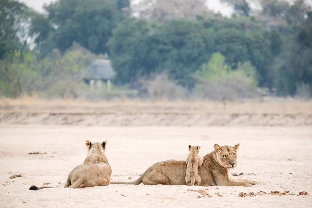 Wilderness Chikwenya at Wilderness Chikwenya, Mana Pools National Park, Zimbabwe.