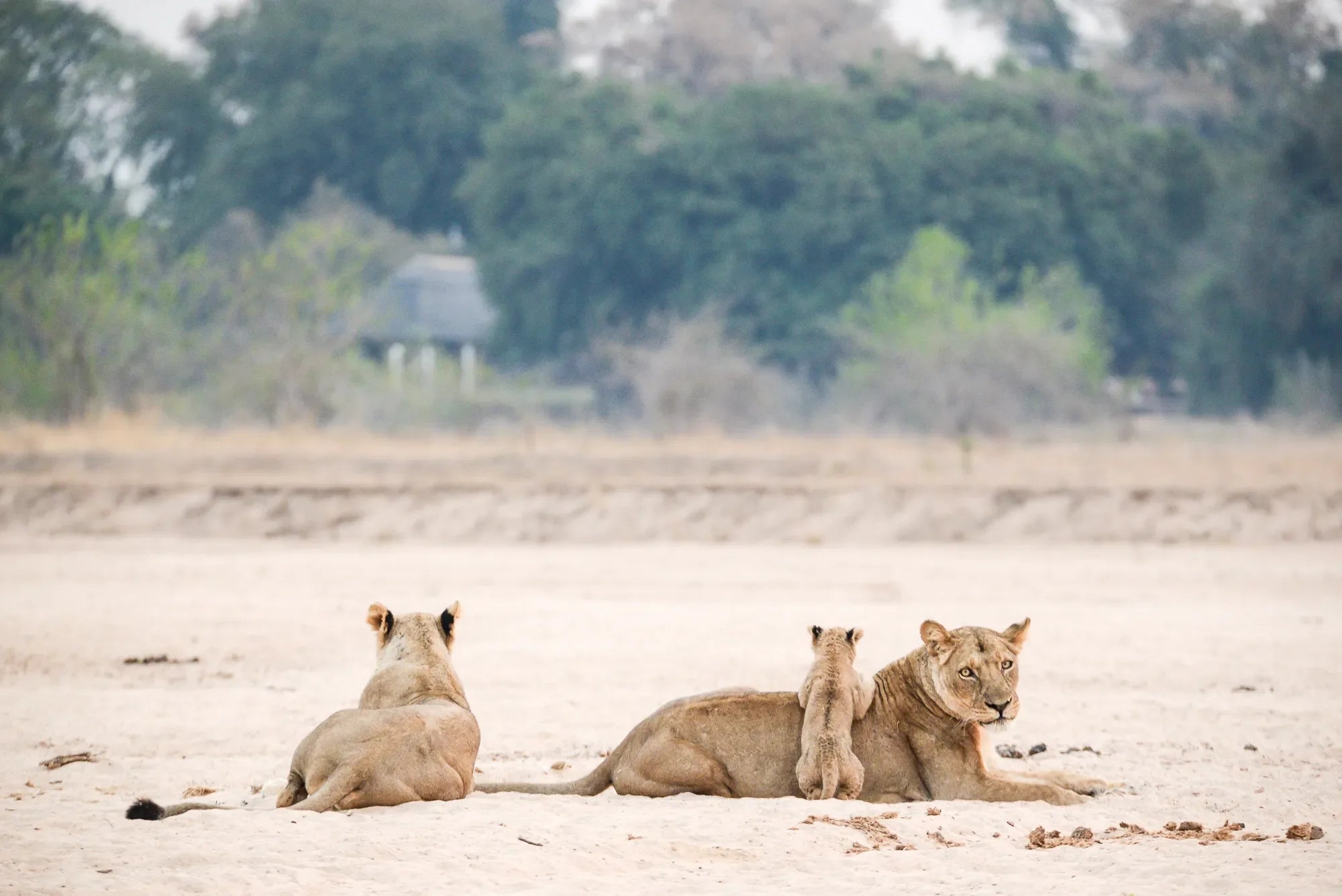 Wilderness Chikwenya at Wilderness Chikwenya, Mana Pools National Park, Zimbabwe.