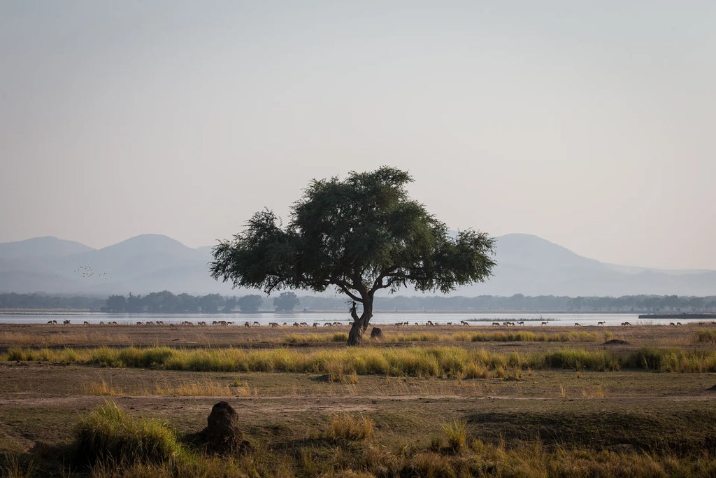 Wilderness Chikwenya at Wilderness Chikwenya, Mana Pools National Park, Zimbabwe.