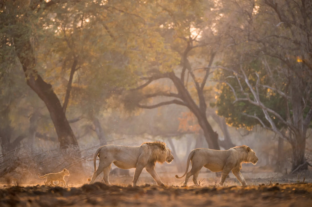 Wilderness Chikwenya at Wilderness Chikwenya, Mana Pools National Park, Zimbabwe.