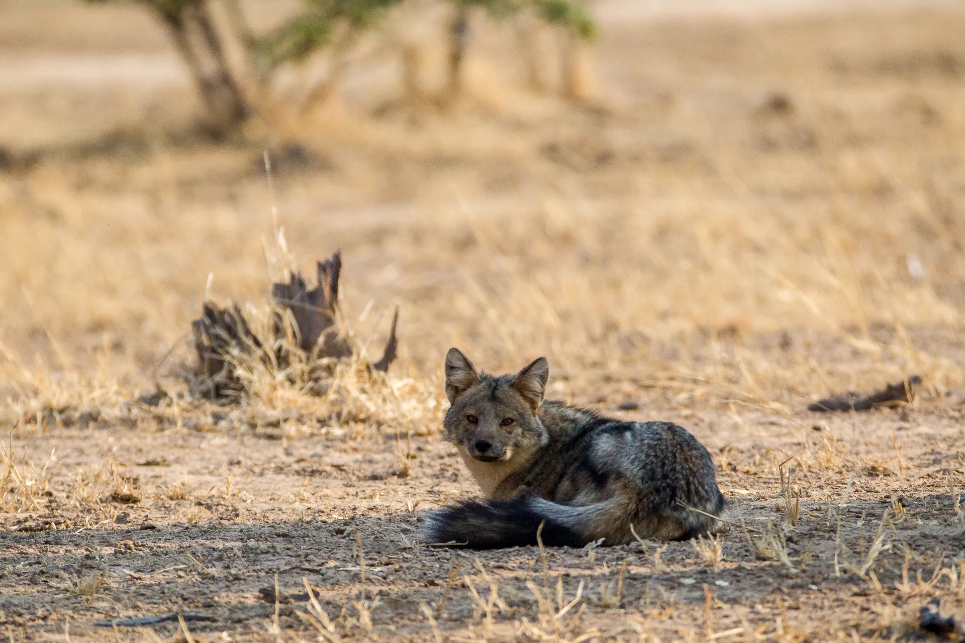 Wilderness Chikwenya at Wilderness Chikwenya, Mana Pools National Park, Zimbabwe.