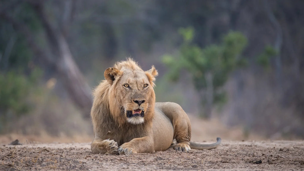 Wilderness Chikwenya at Wilderness Chikwenya, Mana Pools National Park, Zimbabwe.