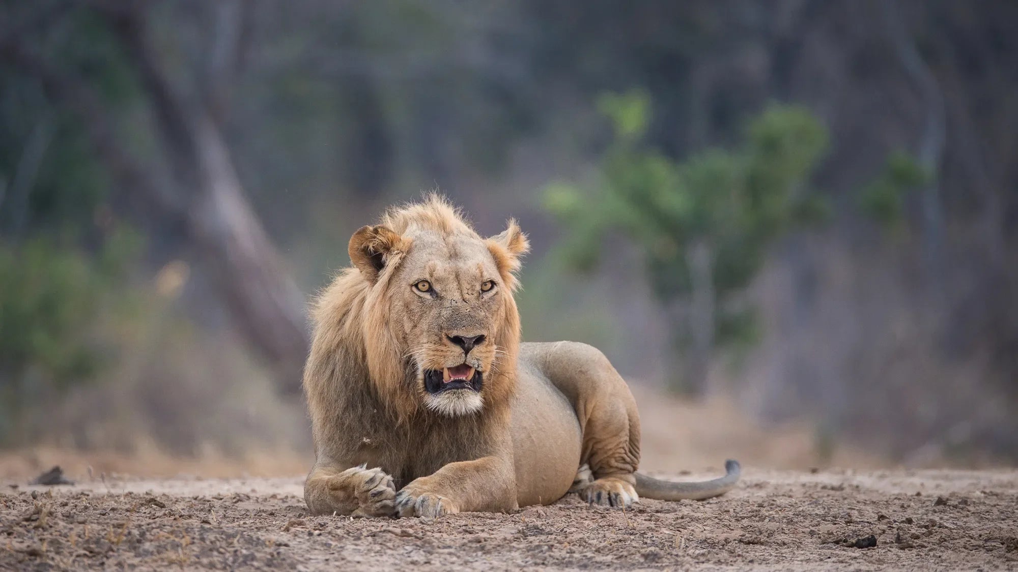 Wilderness Chikwenya at Wilderness Chikwenya, Mana Pools National Park, Zimbabwe.