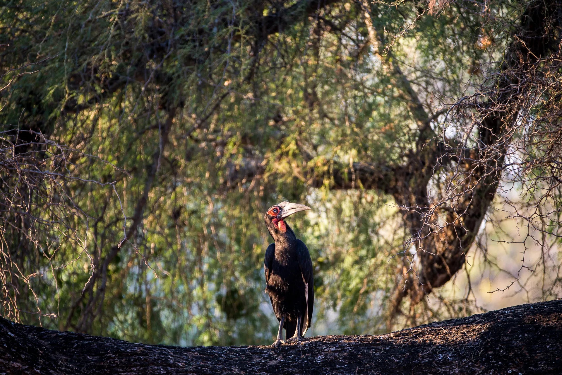 Wilderness Chikwenya at Wilderness Chikwenya, Mana Pools National Park, Zimbabwe.