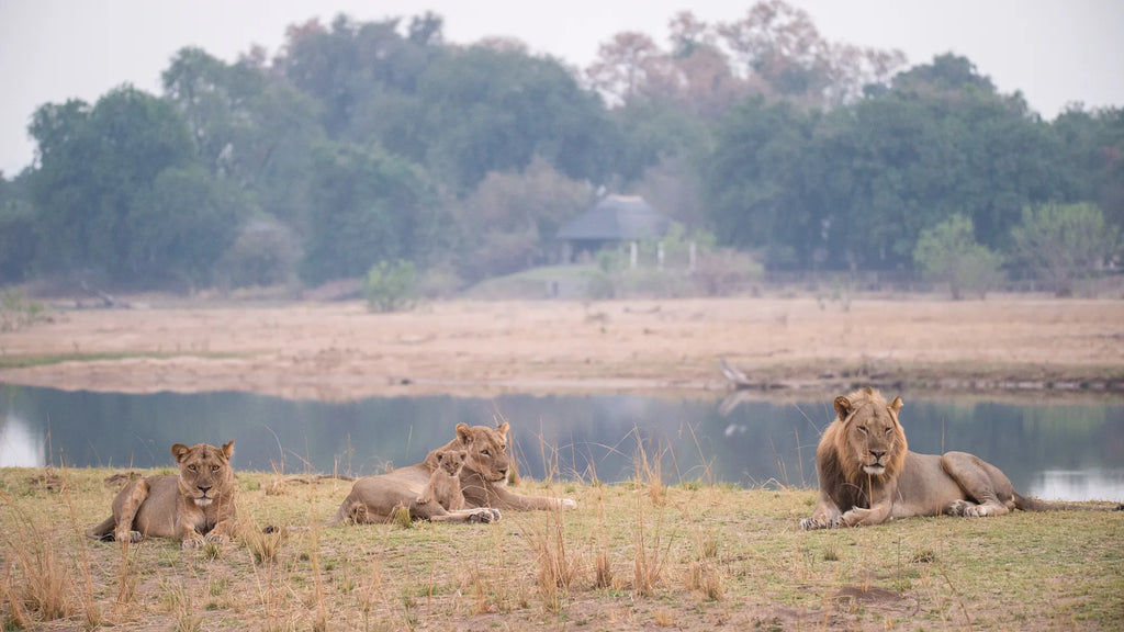 Wilderness Chikwenya at Wilderness Chikwenya, Mana Pools National Park, Zimbabwe.