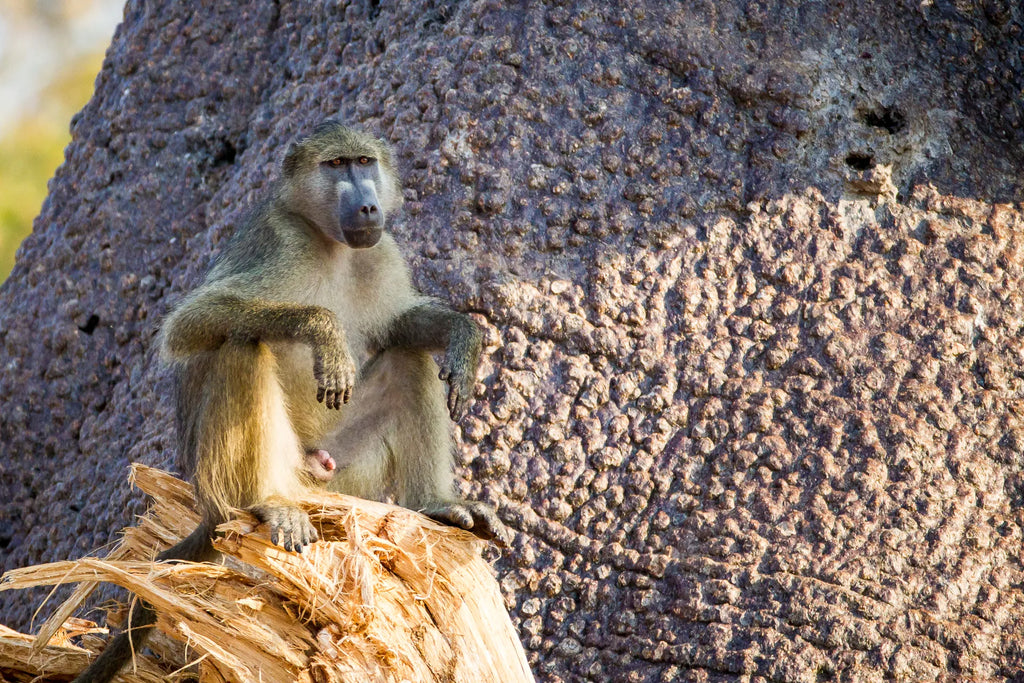 Wilderness Chikwenya at Wilderness Chikwenya, Mana Pools National Park, Zimbabwe.