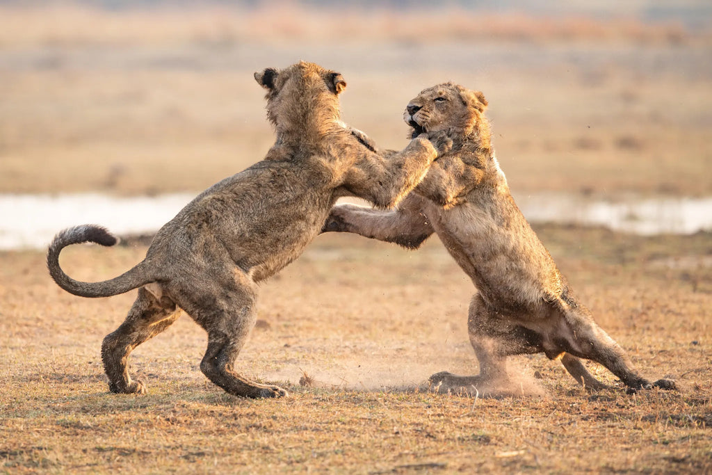 Young lions honing their skills as apex predators. at Wilderness Chitabe Lediba, Okavango Delta, Botswana.
