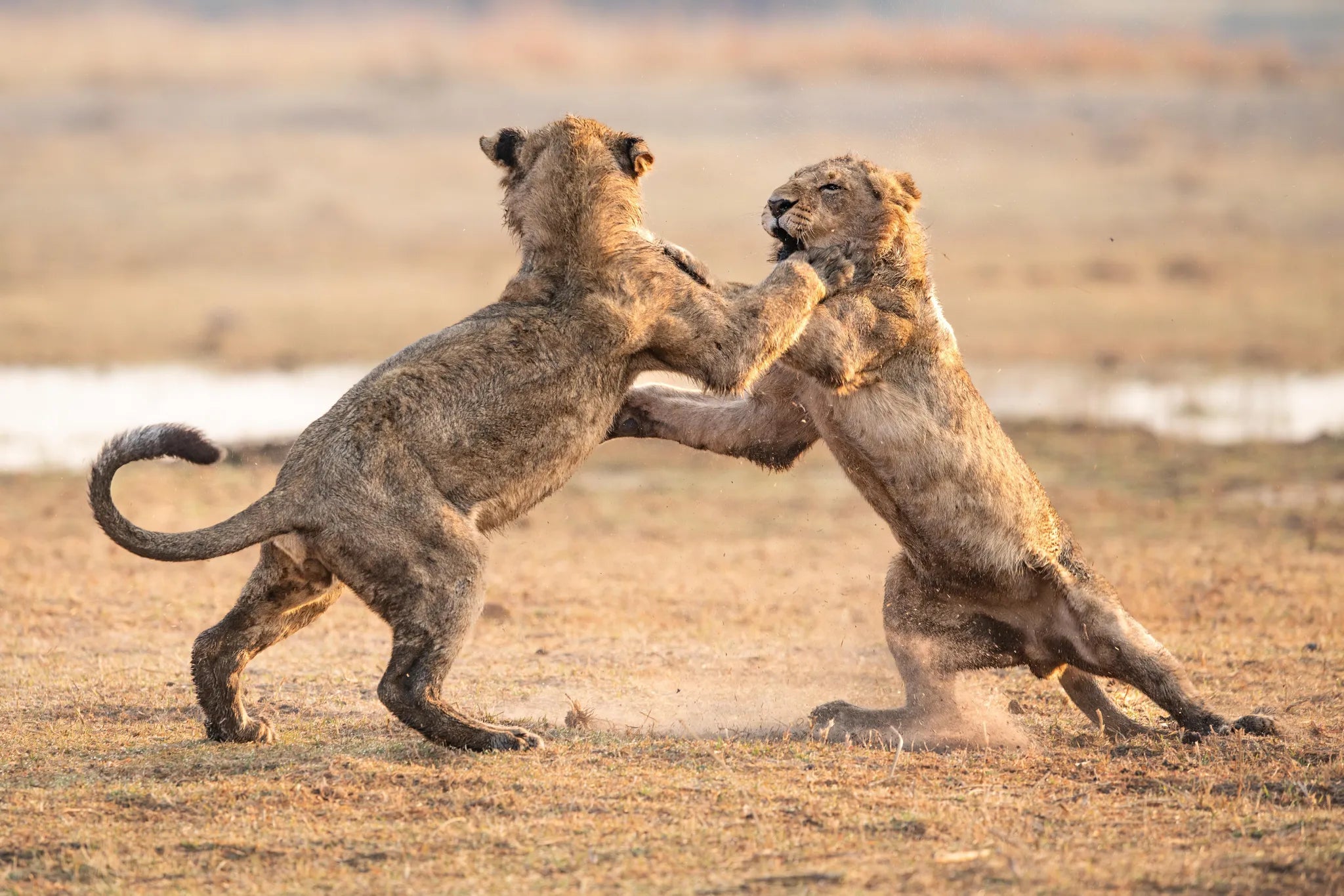 Young lions honing their skills as apex predators. at Wilderness Chitabe Lediba, Okavango Delta, Botswana.