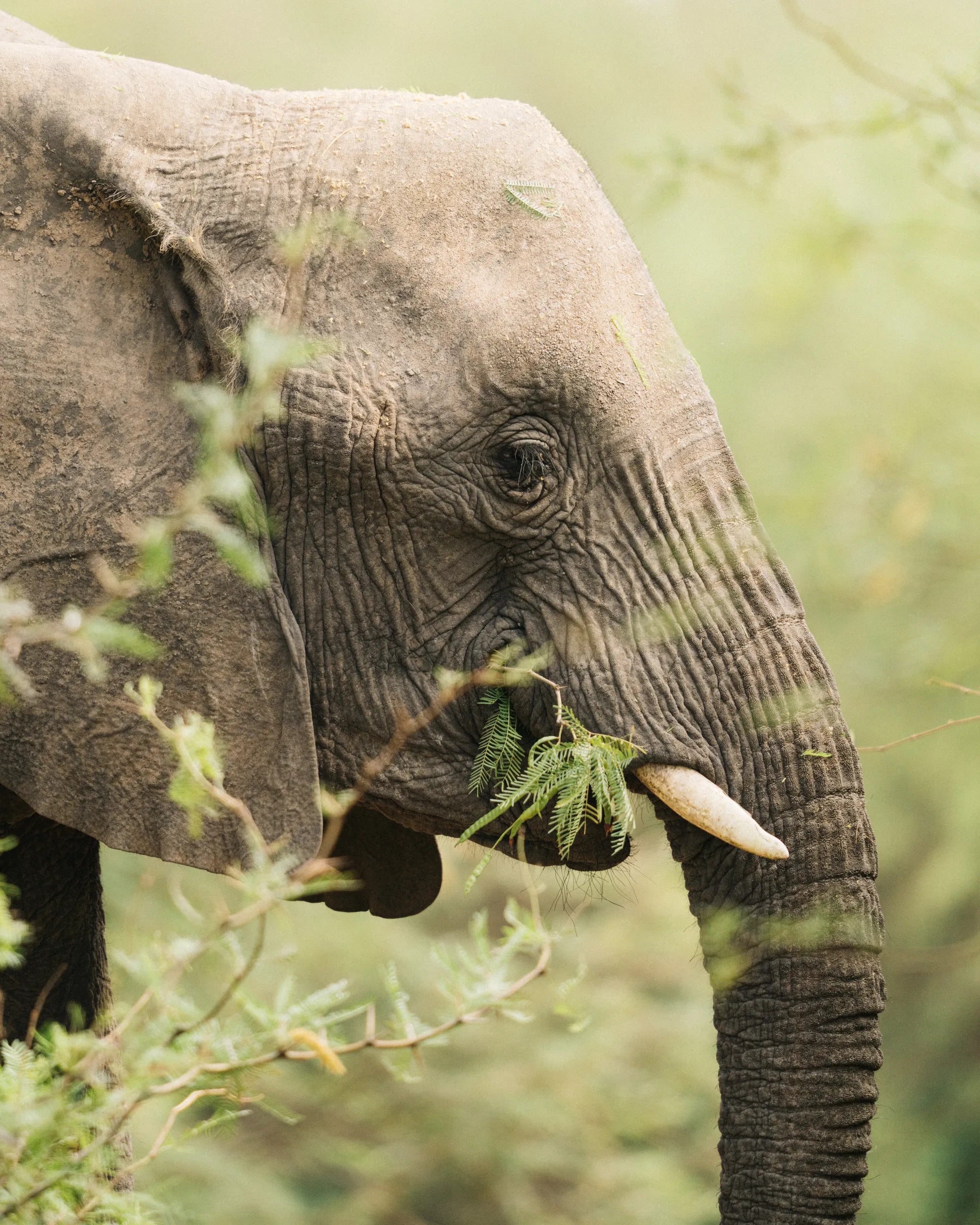 Wilderness Damaraland Camp at Wilderness Damaraland Camp, Twyfelfontein, Namibia.