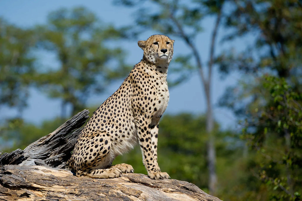 Wilderness DumaTau at Wilderness DumaTau, Linyanti Concession, Botswana.