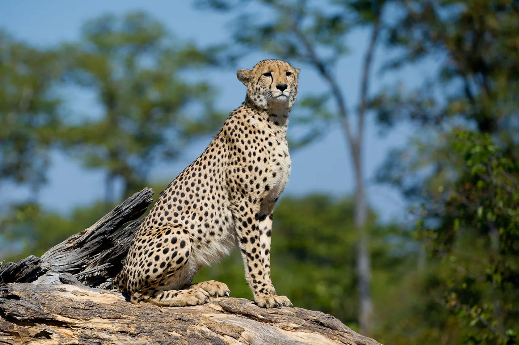 Wilderness DumaTau at Wilderness DumaTau, Linyanti Concession, Botswana.