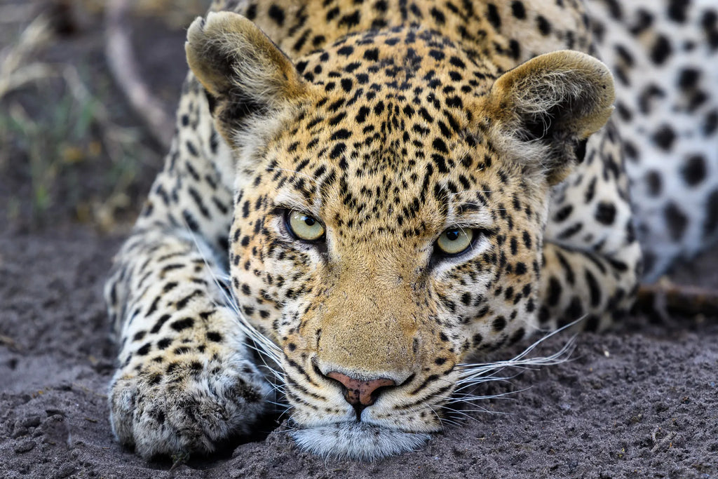 Wilderness DumaTau at Wilderness DumaTau, Linyanti Concession, Botswana.