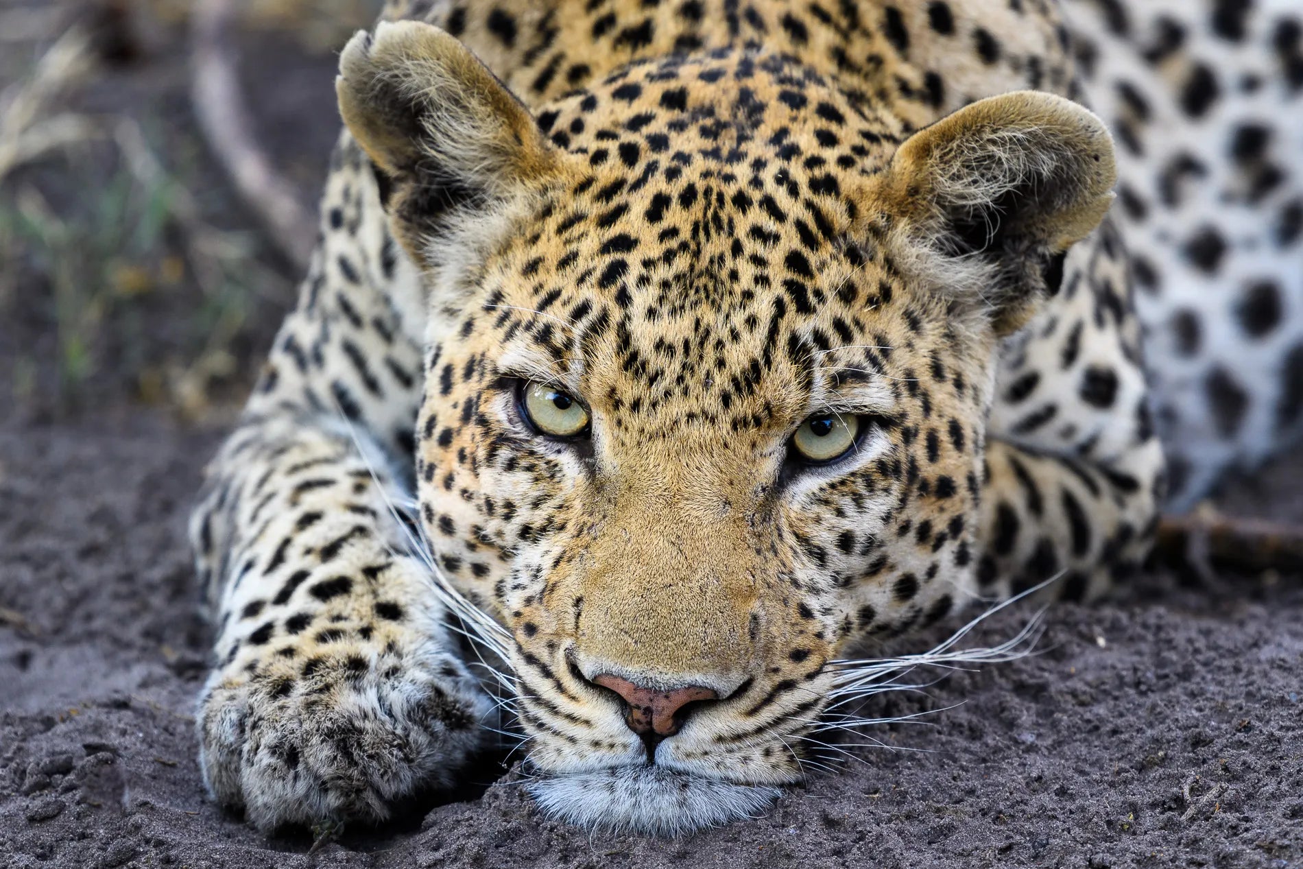 Wilderness DumaTau at Wilderness DumaTau, Linyanti Concession, Botswana.
