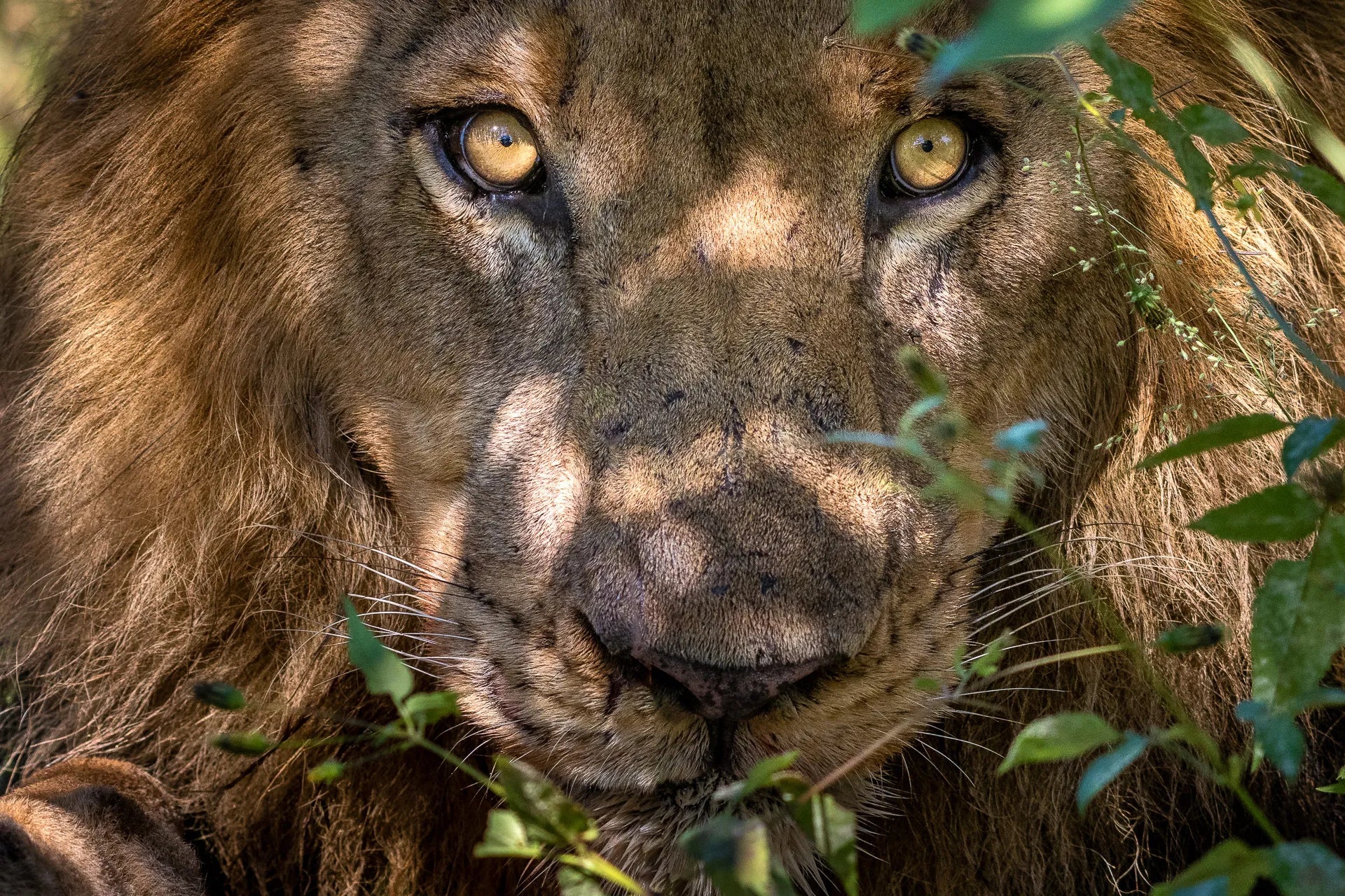 Wilderness King's Pool at Wilderness King's Pool, Linyanti Concession, Botswana.