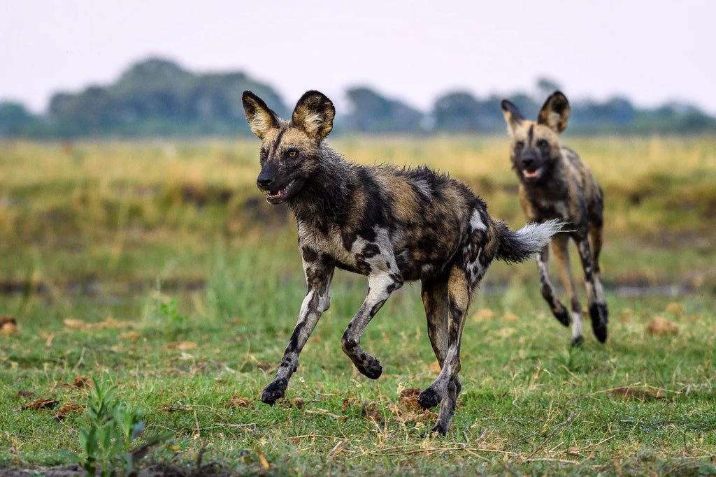Wilderness King's Pool at Wilderness King's Pool, Linyanti Concession, Botswana.