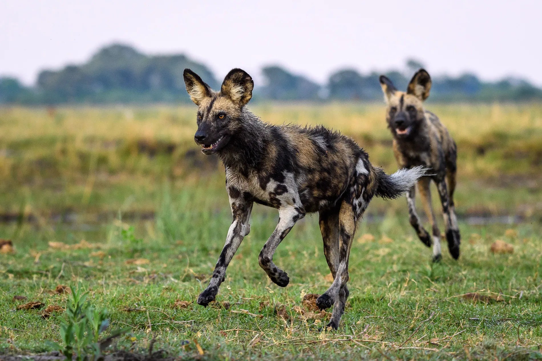 Wilderness King's Pool at Wilderness King's Pool, Linyanti Concession, Botswana.