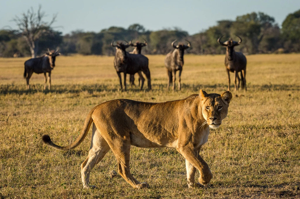 Wilderness Linkwasha at Wilderness Linkwasha, Eastern Hwange National Park, Zimbabwe.
