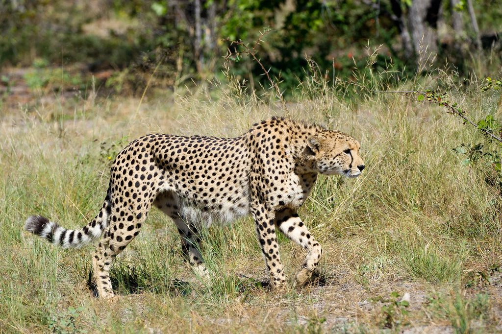 Wilderness Linyanti Tented Camp at Wilderness Linyanti Tented Camp, Linyanti Concession, Botswana.