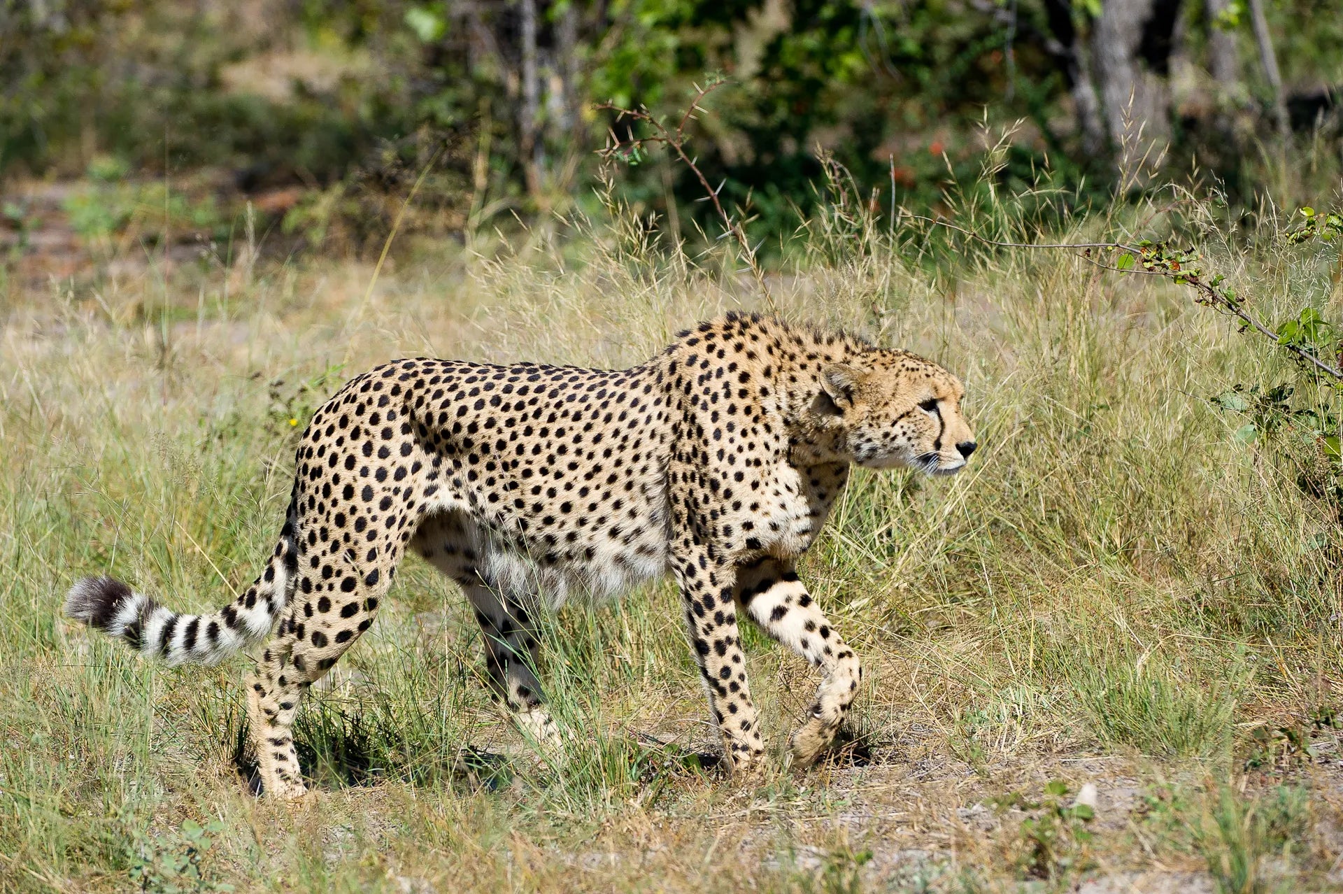 Wilderness Linyanti Tented Camp at Wilderness Linyanti Tented Camp, Linyanti Concession, Botswana.