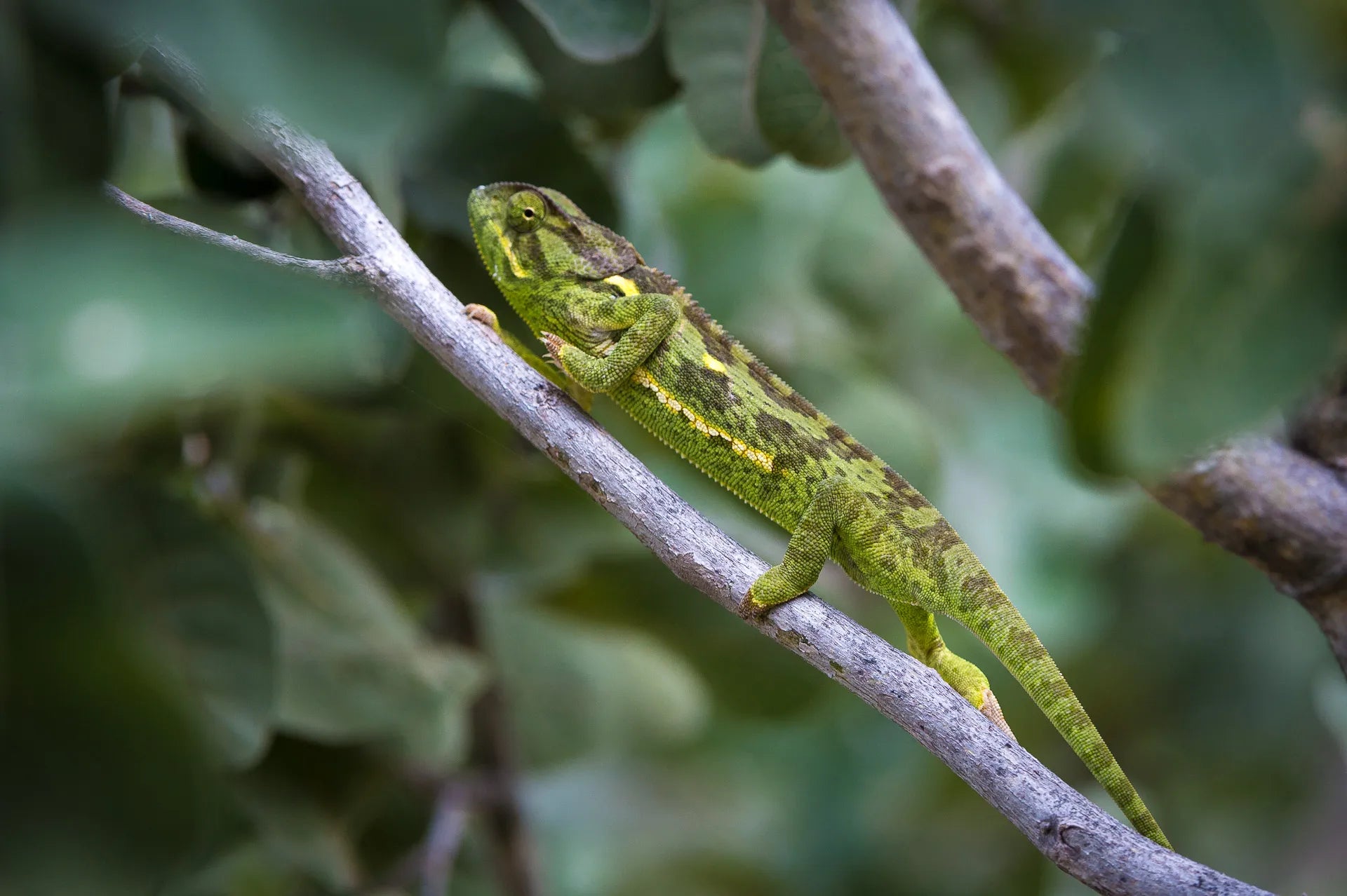 Wilderness Linyanti Tented Camp at Wilderness Linyanti Tented Camp, Linyanti Concession, Botswana.