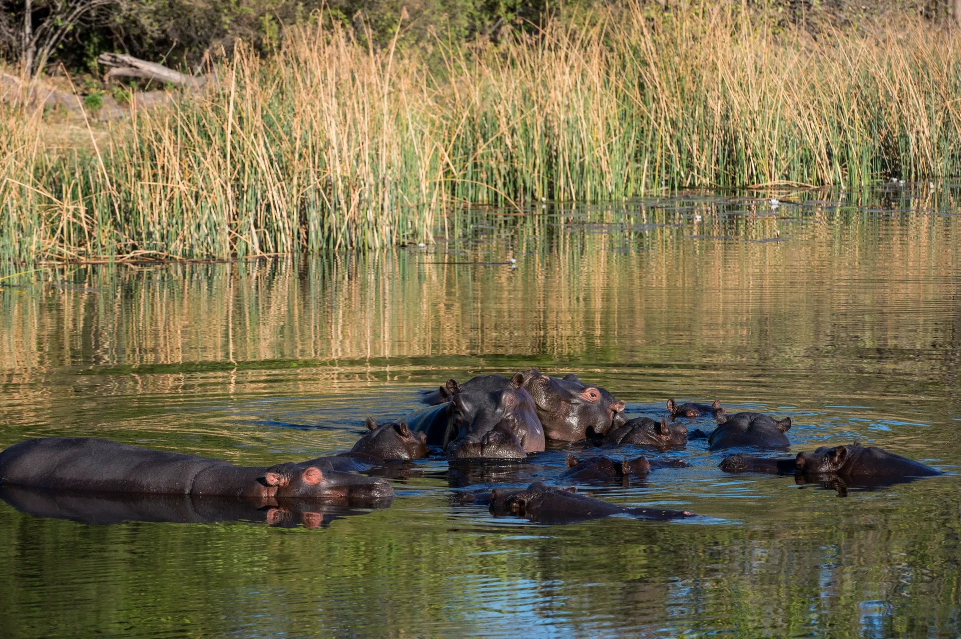 Wilderness Linyanti Tented Camp at Wilderness Linyanti Tented Camp, Linyanti Concession, Botswana.