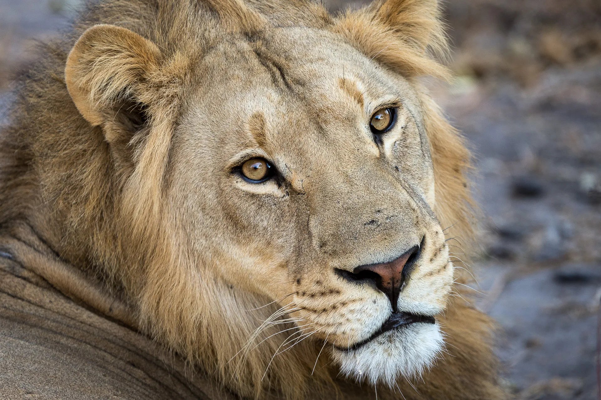 Wilderness Linyanti Tented Camp at Wilderness Linyanti Tented Camp, Linyanti Concession, Botswana.