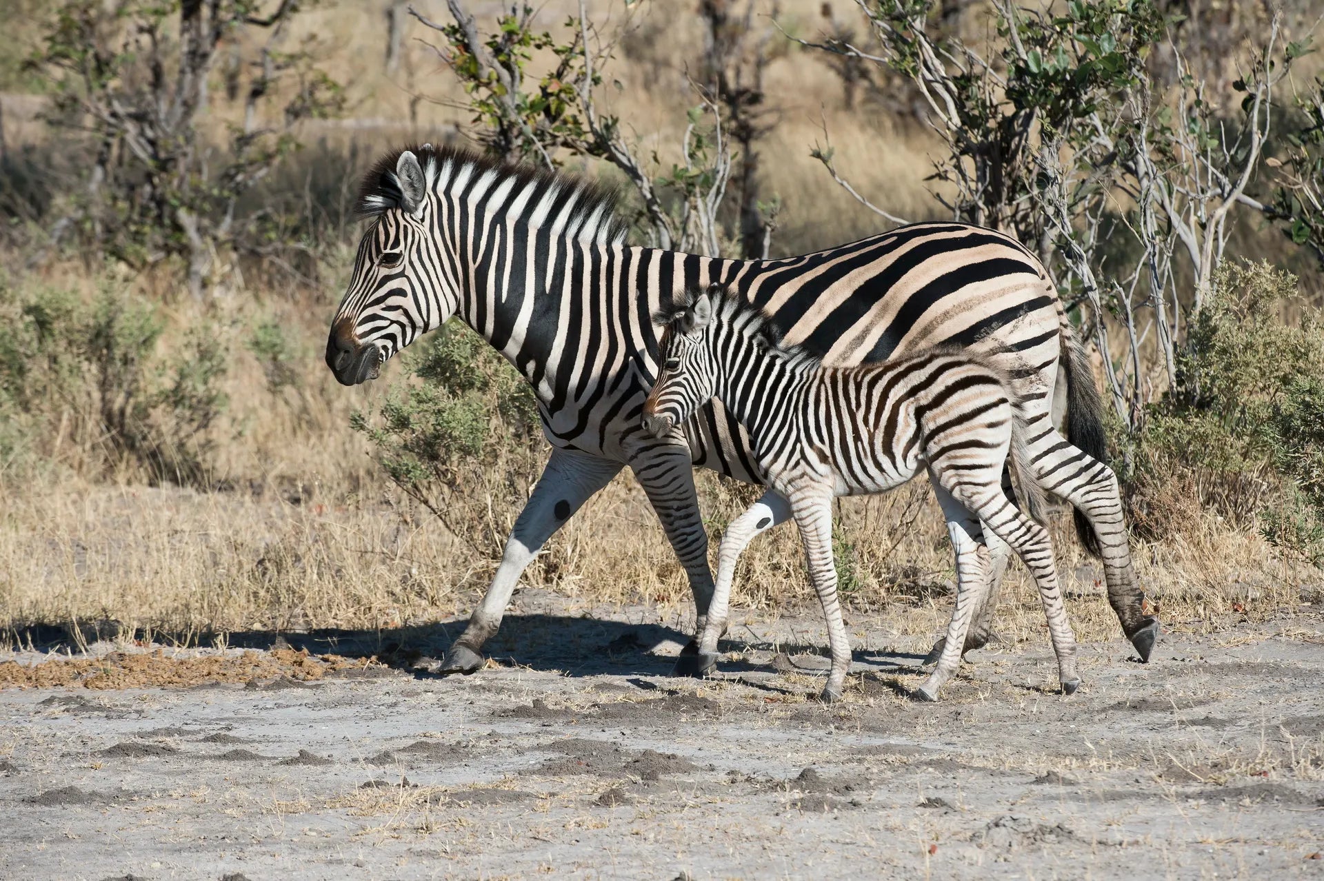 Wilderness Linyanti Tented Camp at Wilderness Linyanti Tented Camp, Linyanti Concession, Botswana.