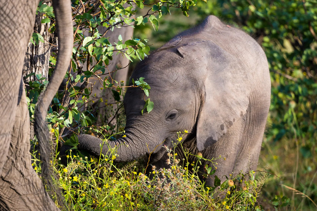 Wilderness Linyanti Tented Camp at Wilderness Linyanti Tented Camp, Linyanti Concession, Botswana.