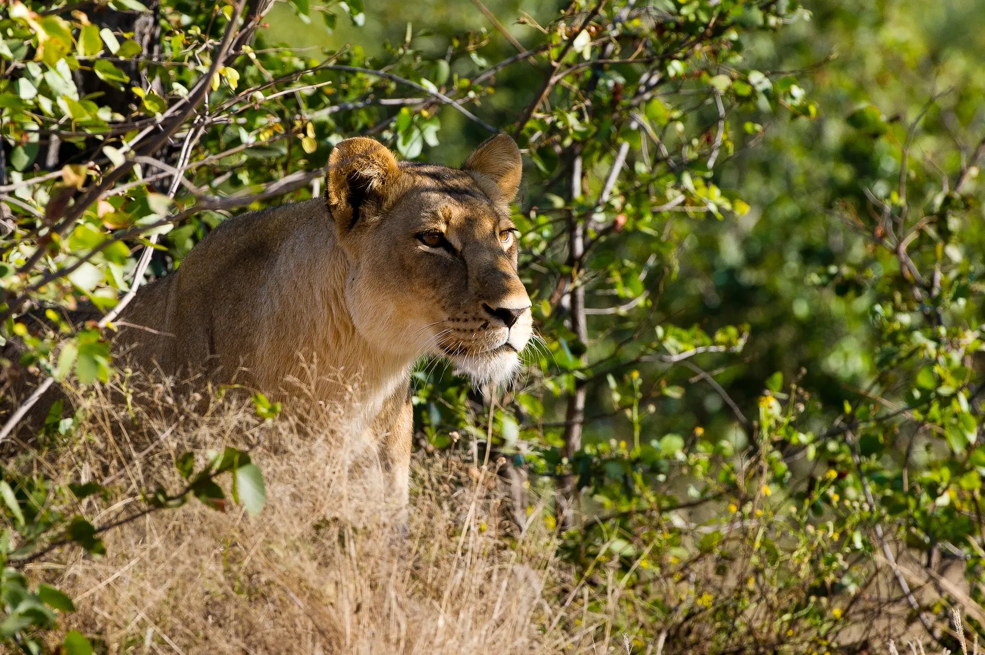 Wilderness Linyanti Tented Camp at Wilderness Linyanti Tented Camp, Linyanti Concession, Botswana.