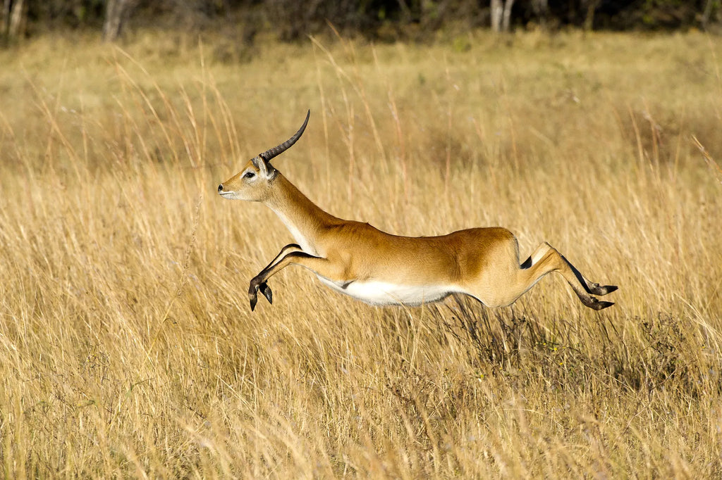 Wilderness Linyanti Tented Camp at Wilderness Linyanti Tented Camp, Linyanti Concession, Botswana.