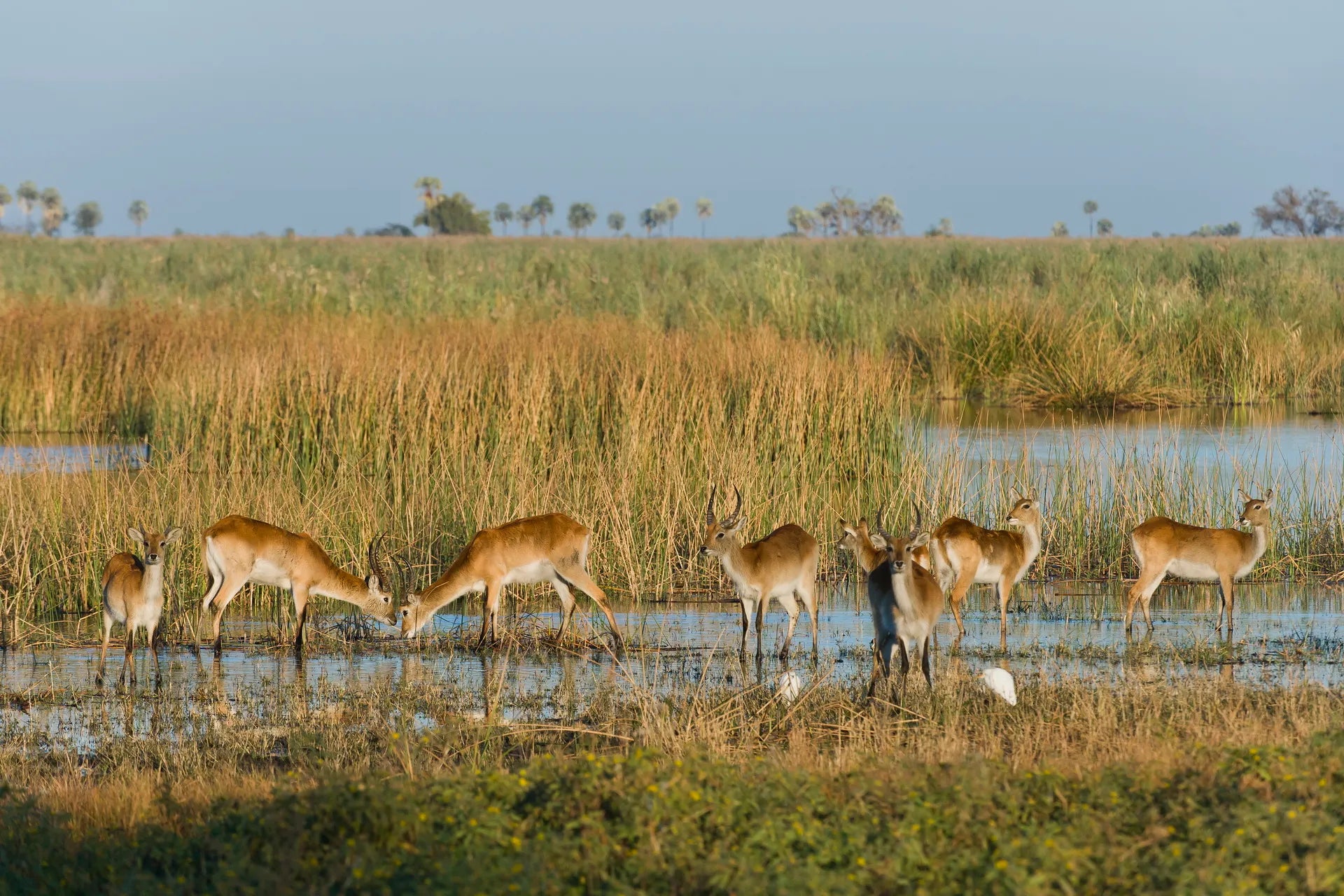 Wilderness Linyanti Tented Camp at Wilderness Linyanti Tented Camp, Linyanti Concession, Botswana.