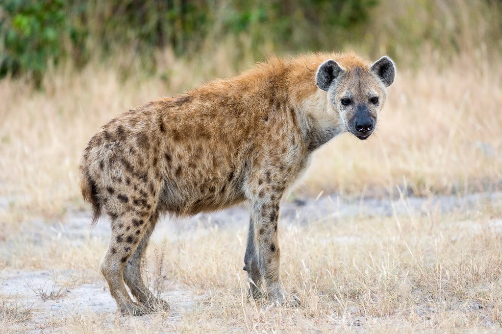 Wilderness Linyanti Tented Camp at Wilderness Linyanti Tented Camp, Linyanti Concession, Botswana.