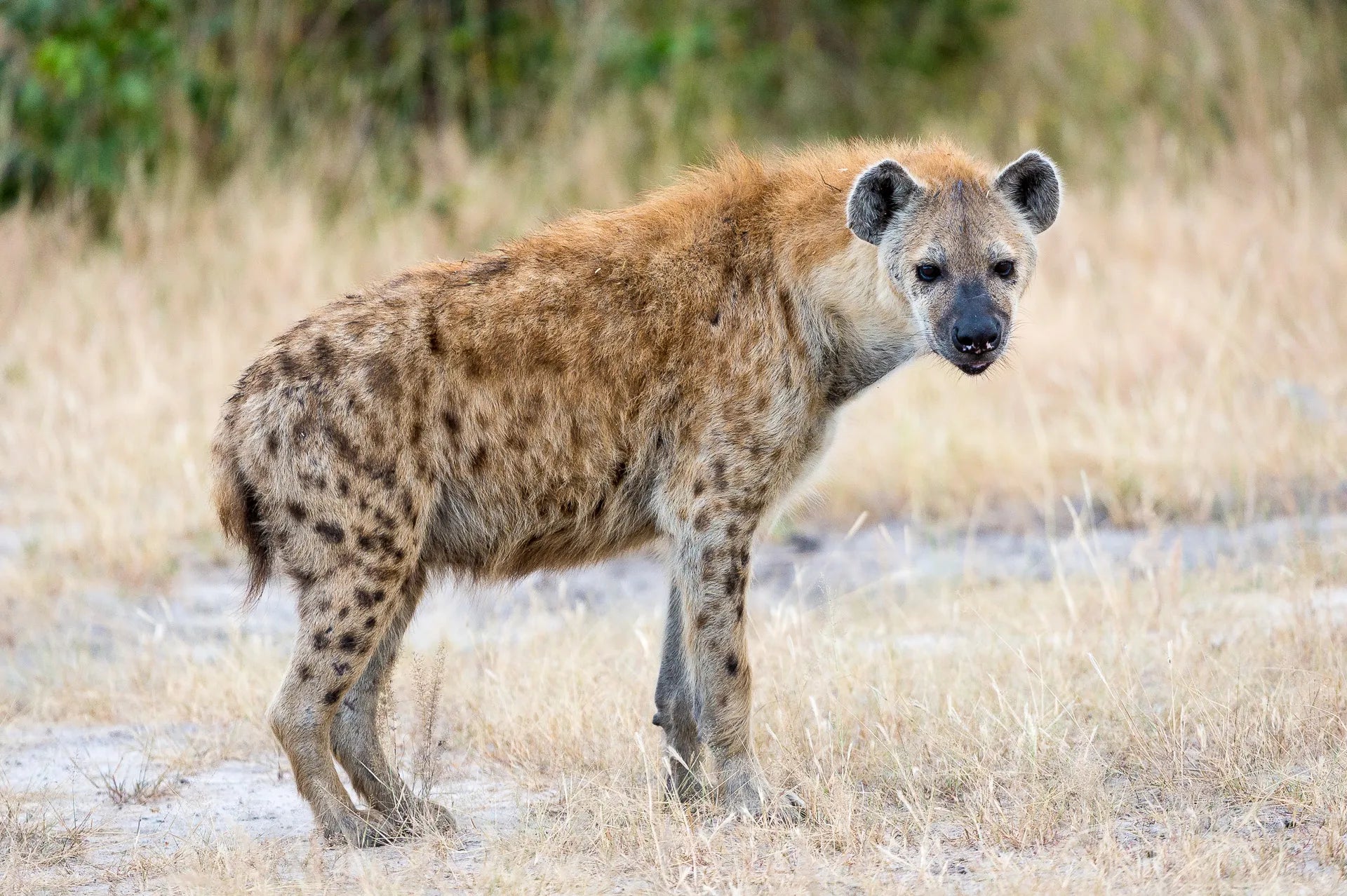 Wilderness Linyanti Tented Camp at Wilderness Linyanti Tented Camp, Linyanti Concession, Botswana.