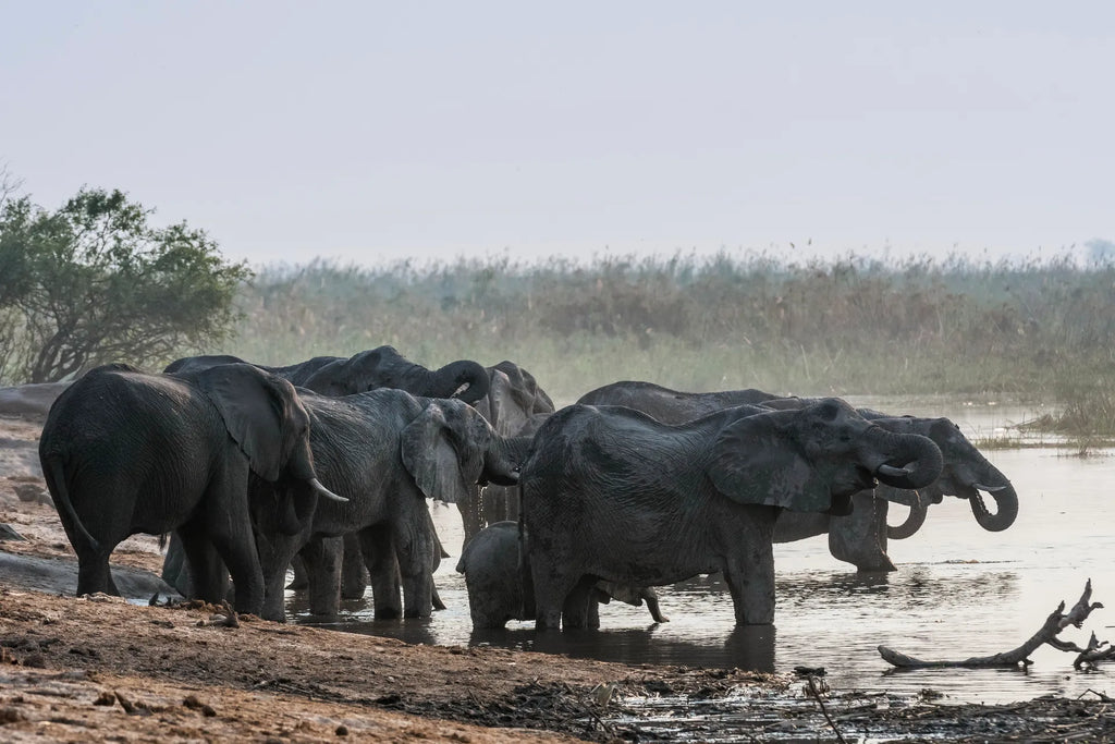 Wilderness Linyanti Tented Camp at Wilderness Linyanti Tented Camp, Linyanti Concession, Botswana.