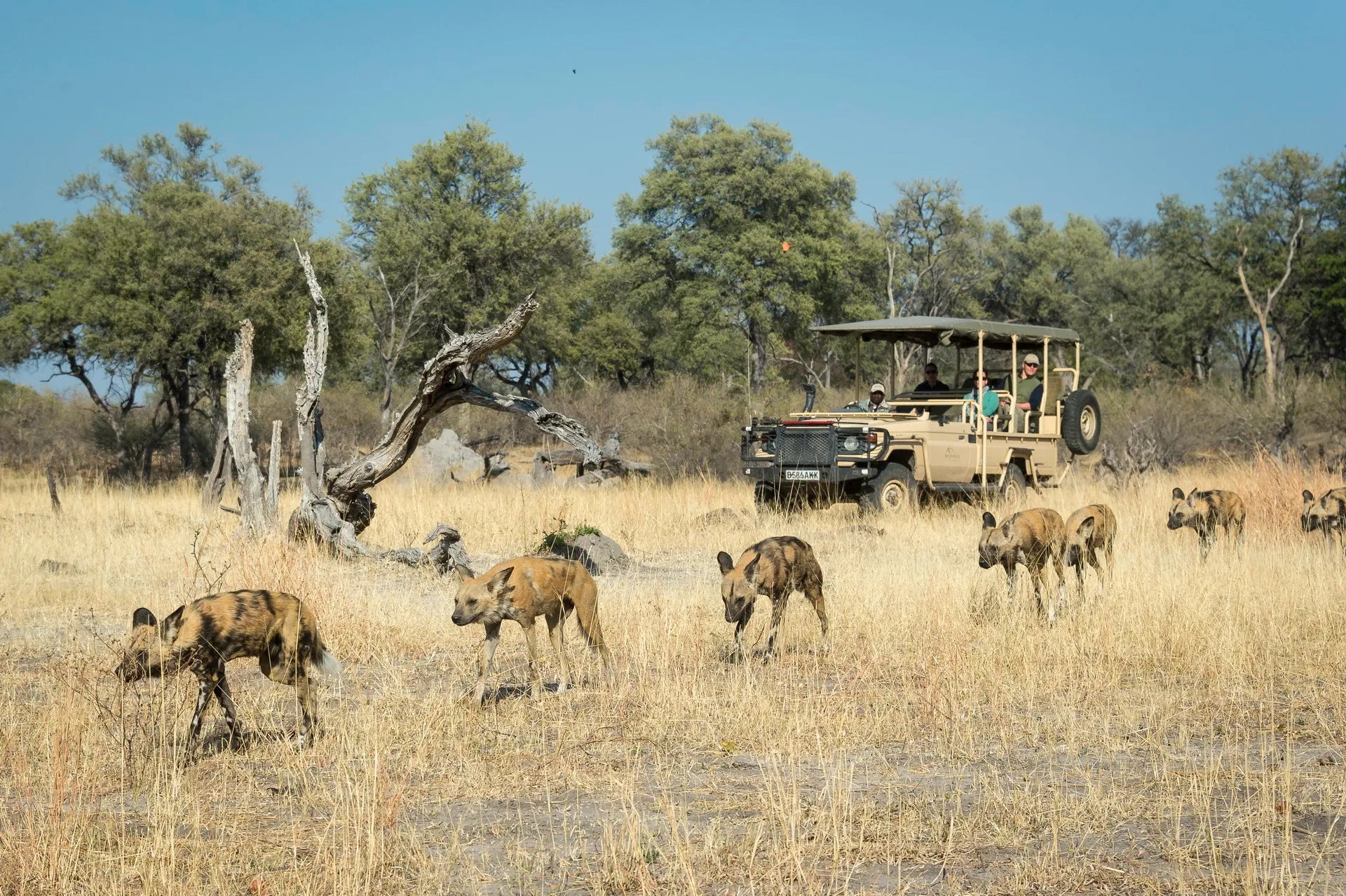 Wilderness Linyanti Tented Camp at Wilderness Linyanti Tented Camp, Linyanti Concession, Botswana.