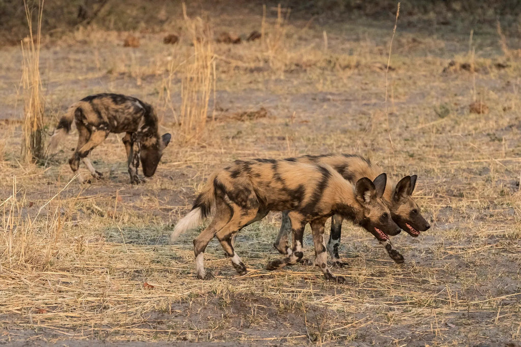 Wilderness Linyanti Tented Camp at Wilderness Linyanti Tented Camp, Linyanti Concession, Botswana.