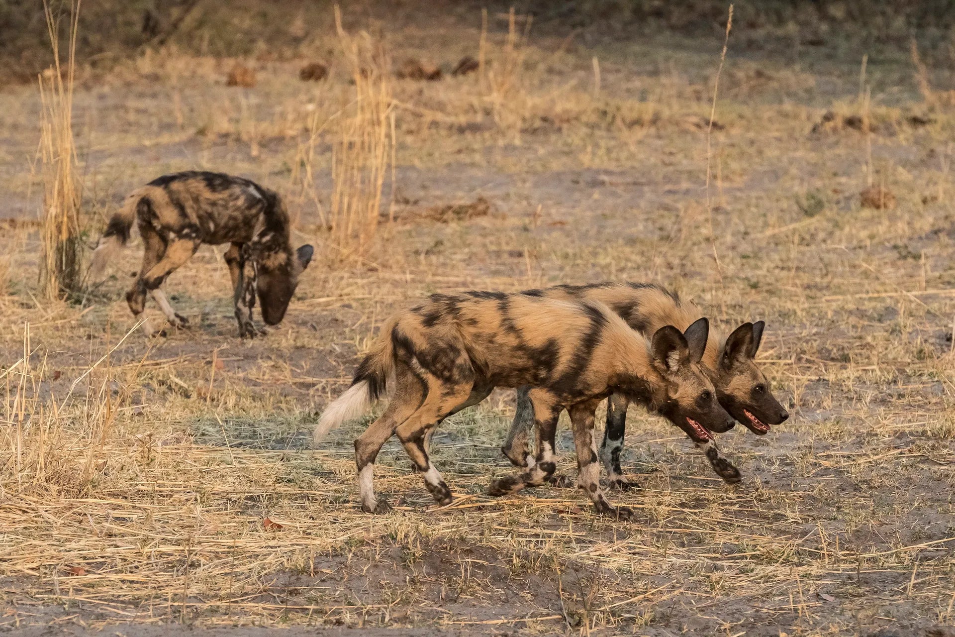 Wilderness Linyanti Tented Camp at Wilderness Linyanti Tented Camp, Linyanti Concession, Botswana.