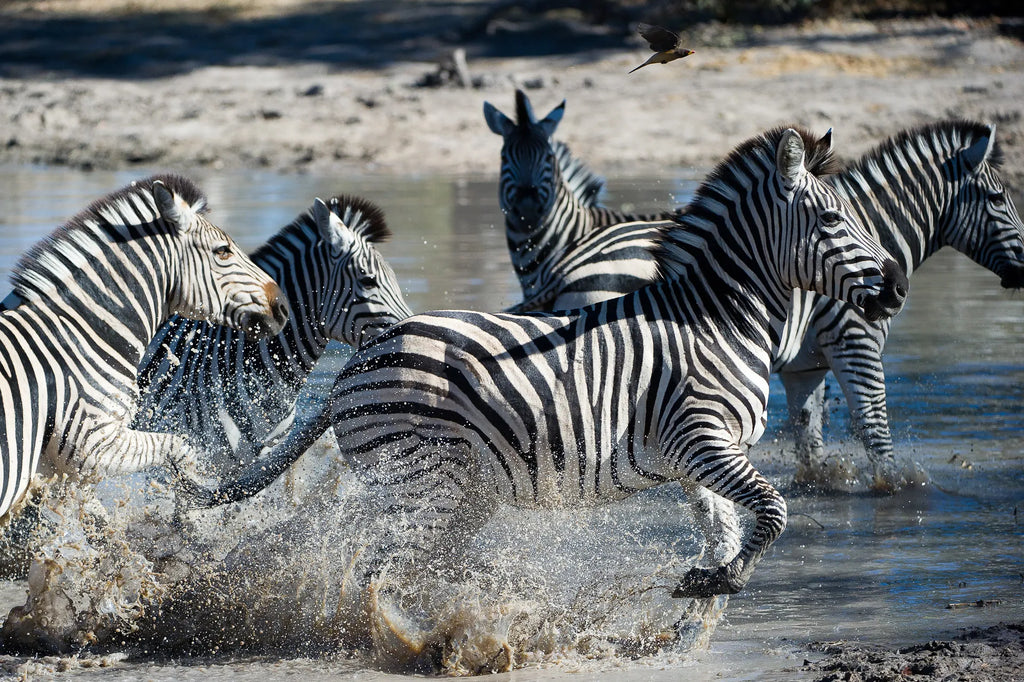 Wilderness Linyanti Tented Camp at Wilderness Linyanti Tented Camp, Linyanti Concession, Botswana.