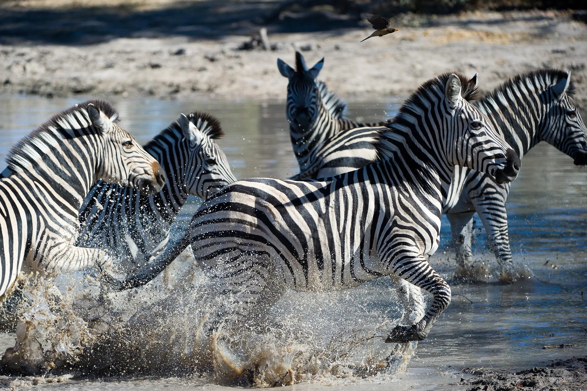 Wilderness Linyanti Tented Camp at Wilderness Linyanti Tented Camp, Linyanti Concession, Botswana.
