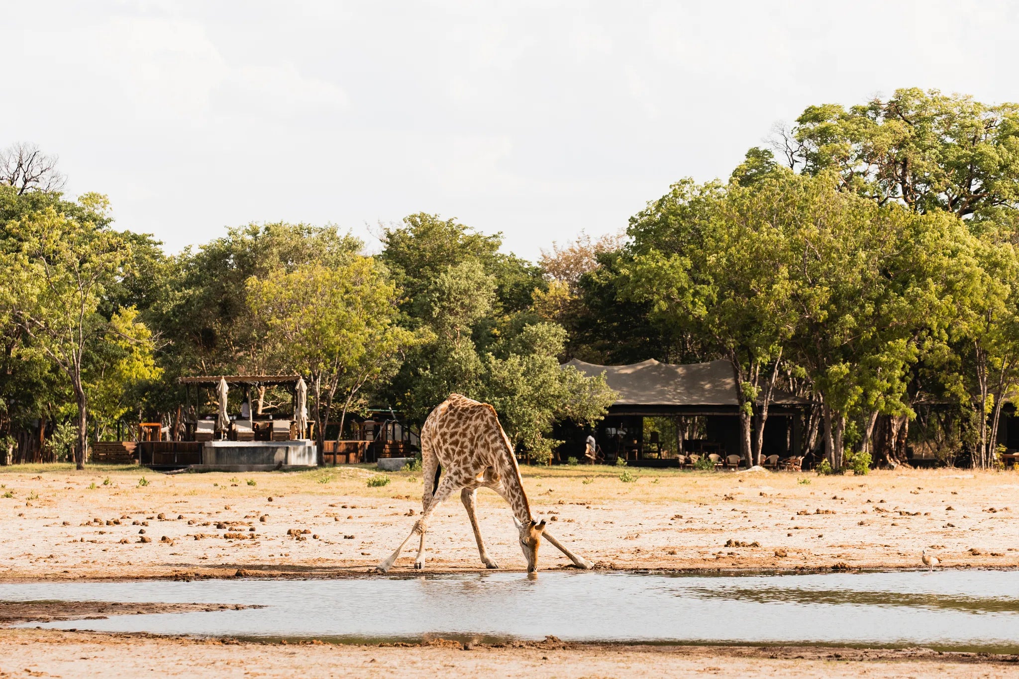Wilderness Little Makalolo at Wilderness Little Makalolo, Eastern Hwange National Park, Zimbabwe.